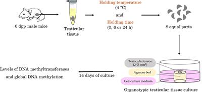 Short-Term Hypothermic Holding of Mouse Immature Testicular Tissue Does Not Alter the Expression of DNA Methyltransferases and Global DNA Methylation Level, Post-Organotypic Culture